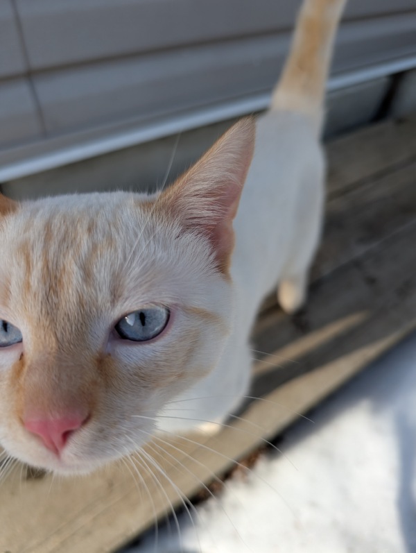 A flame-point kitty with blue eyes and a pink nose comes close to the camera