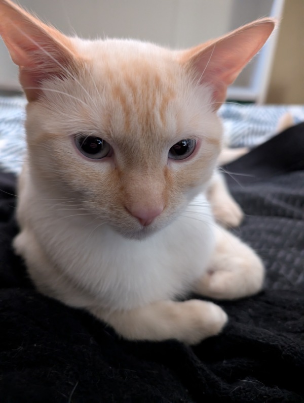 flame point kitty laying down facing you