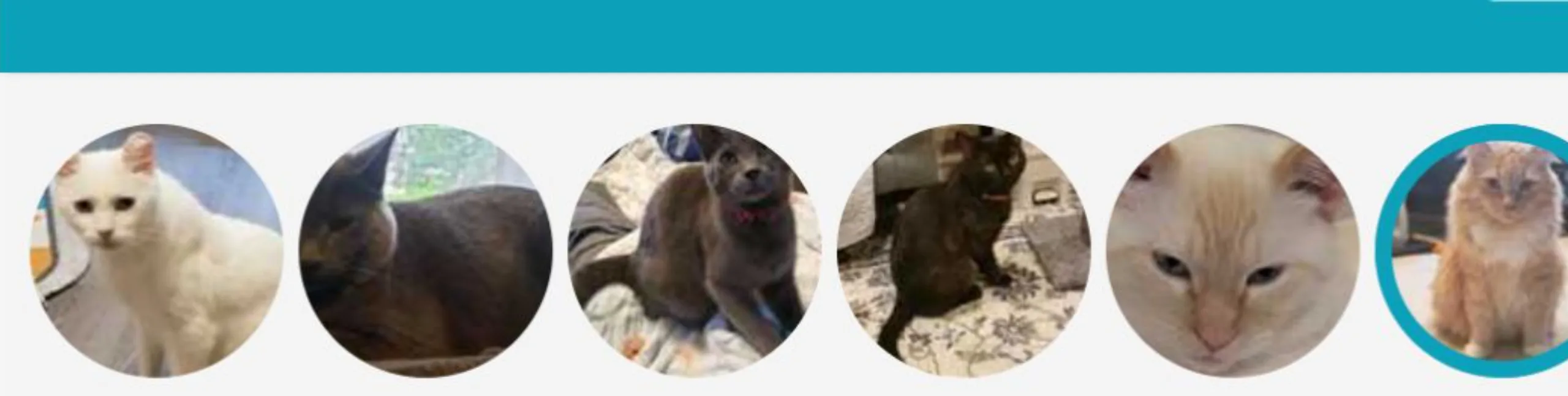 six cats as icons in a banner